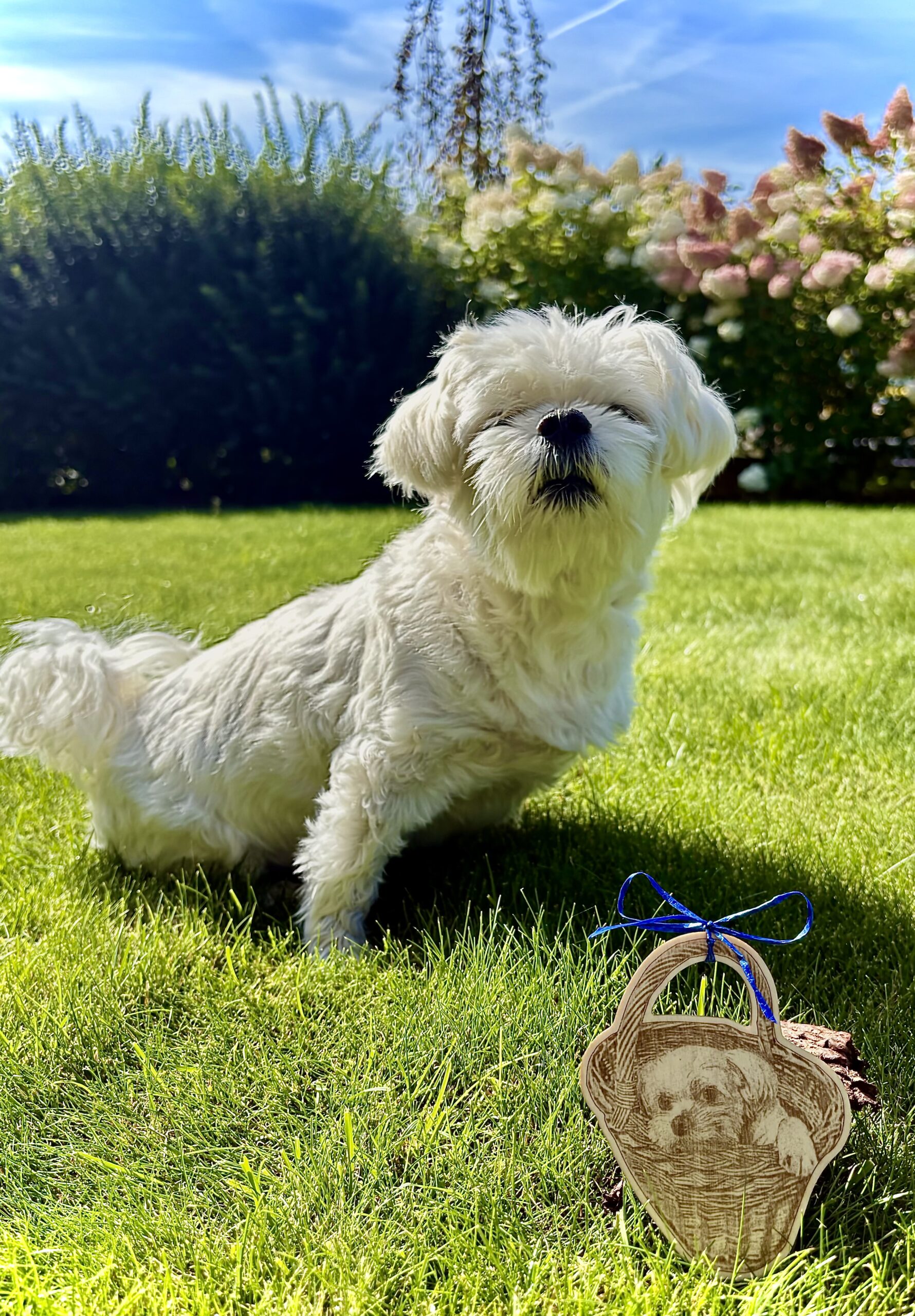 dřevěná magnetka, pes