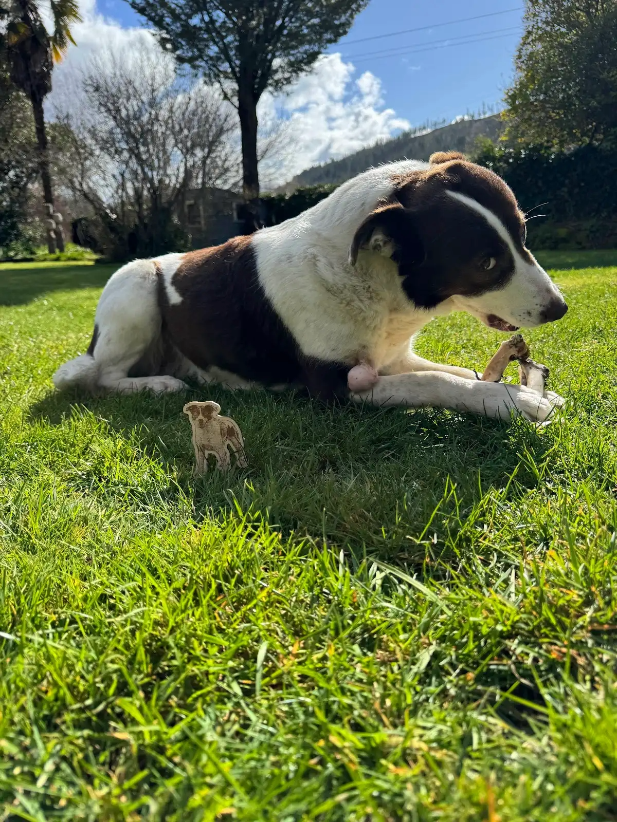 dřevěná magnetka, pes