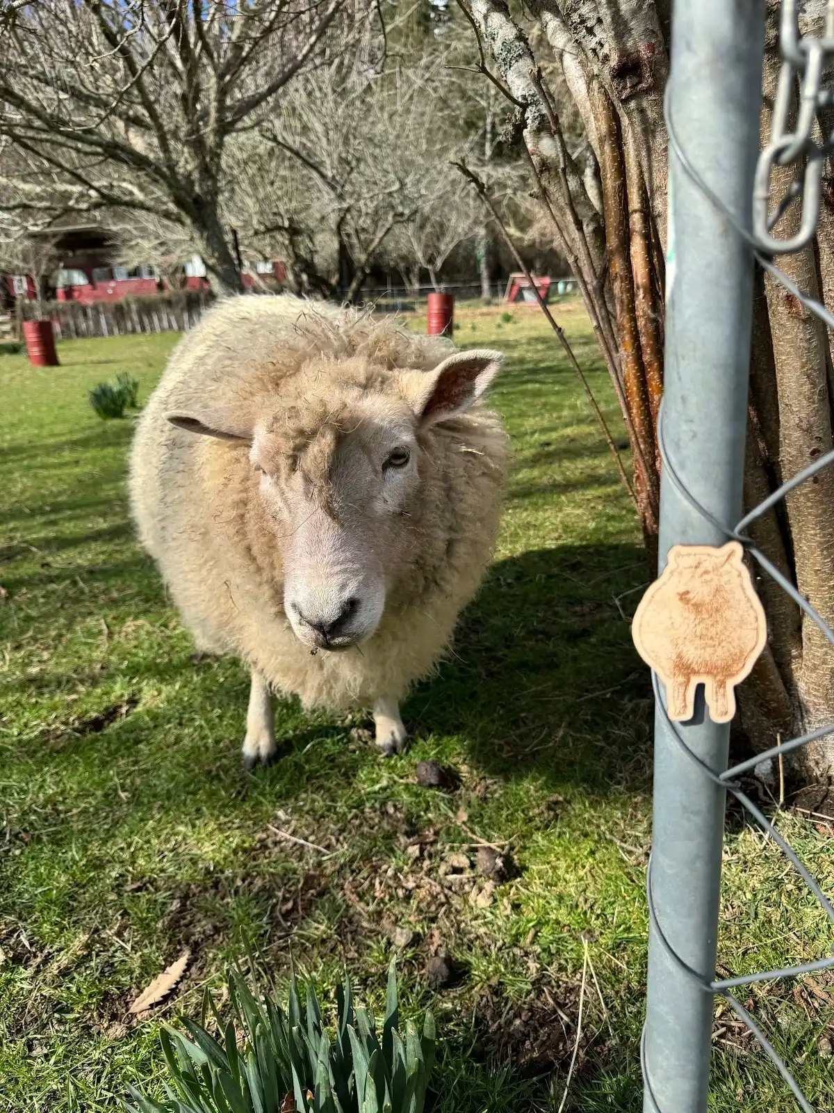 dřevěná magnetka, ovce