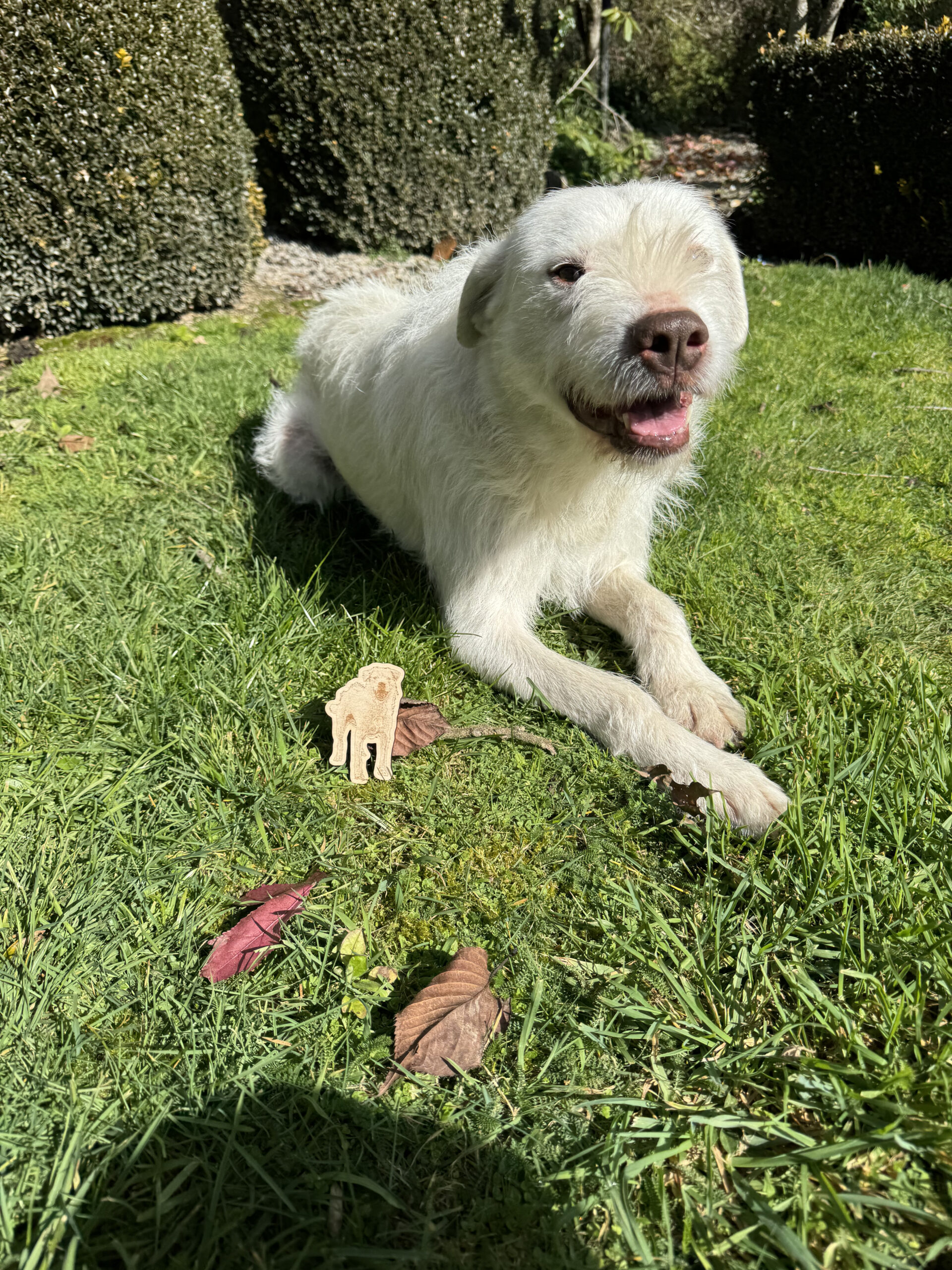 dřevěná magnetka, pes